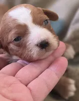Morgan, a female Cavapoo for sale in Clinton, MO – 4 of 10
