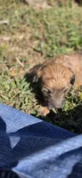 Cadie, a female Cavapoo for sale in Clinton, MO – 3 of 9