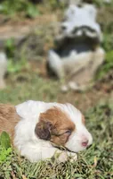 Missy, a female Cavapoo for sale in Clinton, MO – 7 of 10
