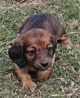 Patti (Long-haired), a female Miniature Dachshund for sale in Clinton, MO – Photo 2 of 6