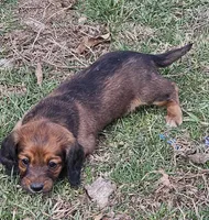 Patti (Long-haired), a female Miniature Dachshund for sale in Clinton, MO – Photo 4 of 6