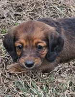 Patti (Long-haired), a female Miniature Dachshund for sale in Clinton, MO – Photo 1 of 6