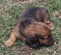 Patti (Long-haired), a female Miniature Dachshund for sale in Clinton, MO – Photo 3 of 6