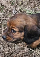 Patti (Long-haired), a female Miniature Dachshund for sale in Clinton, MO – Photo 5 of 6