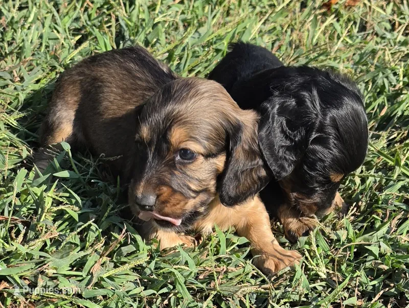 Tanner Long-haired  – Miniature Dachshund puppy for sale in Clinton, MO
