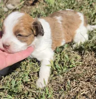 Missy, a female Cavapoo for sale in Clinton, MO – 4 of 10