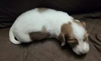 Logar Long-haired, a male Miniature Dachshund for sale in Clinton, MO – 7 of 10
