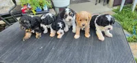 BELL, a female Cavapoo for sale in Clinton, MO – 8 of 9