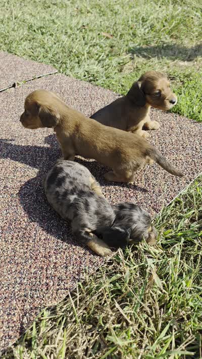 Rosa Long-haired, a female Miniature Dachshund for sale in Clinton, MO – 2 of 7