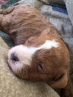 Budy, a male Cavapoo for sale in Clinton, MO – 5 of 10