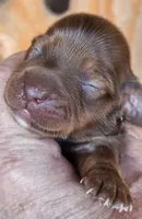 CT Long-haired, a female Miniature Dachshund for sale in Clinton, MO – Photo 1 of 7