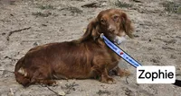 CT Long-haired, a female Miniature Dachshund for sale in Clinton, MO – Photo 4 of 7