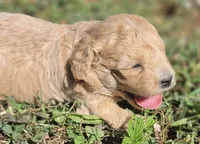 BLONDIE, a female Cavapoo for sale in Clinton, MO – 6 of 8
