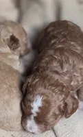 Maxes, a male Cavapoo for sale in Clinton, MO – 6 of 9