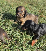 BT Long-haired, a male Miniature Dachshund for sale in Clinton, MO – 8 of 8