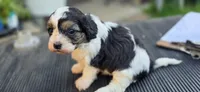 Louie, a male Cavapoo for sale in Clinton, MO – 10 of 10