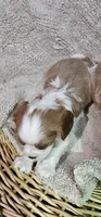 Dipper, a male Cavalier King Charles Spaniel for sale in Clinton, MO – Photo 2 of 5
