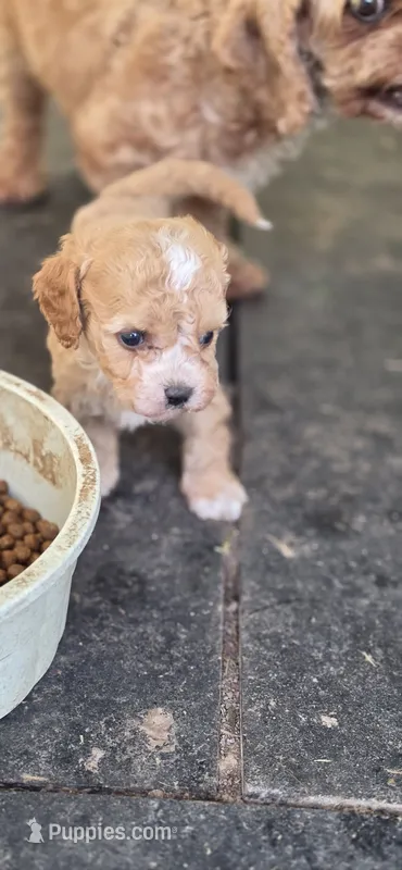 Farmer – Cavapoo puppy for sale in Clinton, MO