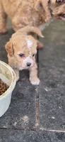 Farmer, a male Cavapoo for sale in Clinton, MO – 1 of 10