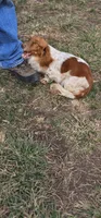 Brewery Long-haired , a male Miniature Dachshund for sale in Clinton, MO – 10 of 10