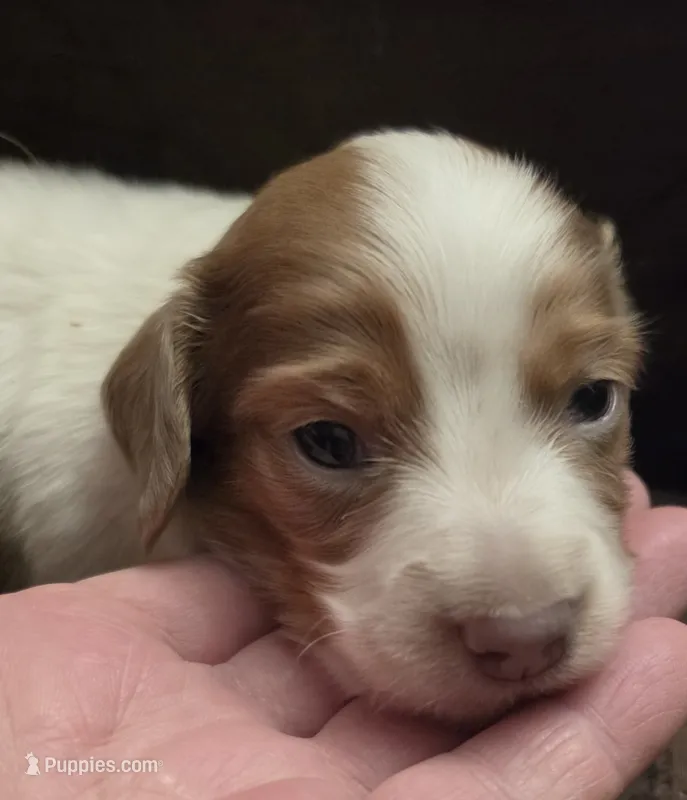 Logar Long-haired  – Miniature Dachshund puppy for sale in Clinton, MO