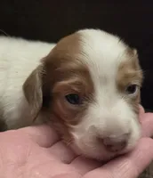 Logar Long-haired, a male Miniature Dachshund for sale in Clinton, MO – 3 of 10