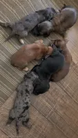 Bluey Long-haired , a male Miniature Dachshund for sale in Clinton, MO – 3 of 5