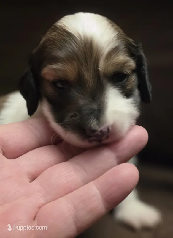 Draft Long-haired  – Miniature Dachshund puppy for sale in Clinton, MO