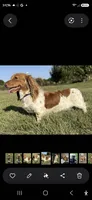 Draft Long-haired , a male Miniature Dachshund for sale in Clinton, MO – 10 of 10