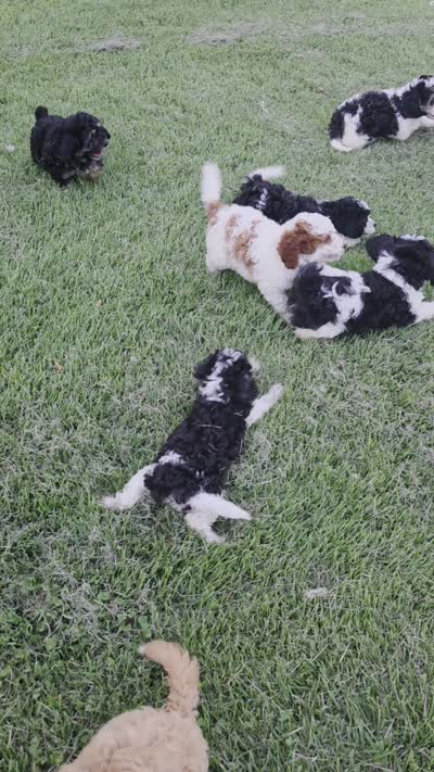 Farmer, a male Cavapoo for sale in Clinton, MO – 10 of 10
