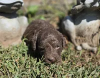 Coco, a male Cavapoo for sale in Clinton, MO – 7 of 7