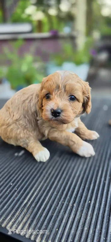Shay – Cavapoo puppy for sale in Clinton, MO