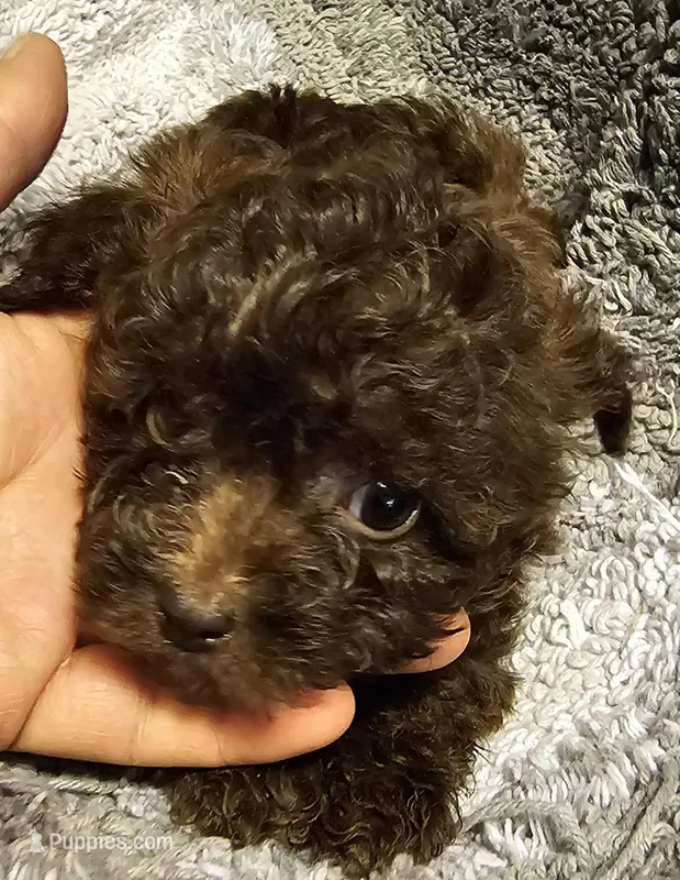 Memee, a female Cavapoo for sale in Clinton, MO – Photo 1 of 5