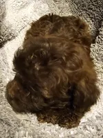 Memee, a female Cavapoo for sale in Clinton, MO – Photo 2 of 5