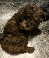 Memee, a female Cavapoo for sale in Clinton, MO – Photo 3 of 5