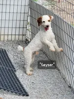 Fran, a female Cavapoo for sale in Clinton, MO – 7 of 9
