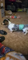 Brewery Long-haired , a male Miniature Dachshund for sale in Clinton, MO – 8 of 10