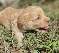 "CREAMER", a female Cavapoo for sale in Clinton, MO – 8 of 10
