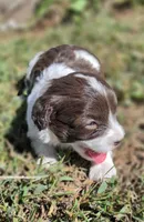 "PIXIE", a female Cavapoo for sale in Clinton, MO – 2 of 8