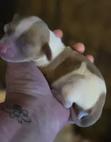 Brewery Long-haired , a male Miniature Dachshund for sale in Clinton, MO – 5 of 10