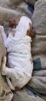 Toby, a male Cavapoo for sale in Clinton, MO – 8 of 9