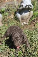 Coco, a male Cavapoo for sale in Clinton, MO – 5 of 7