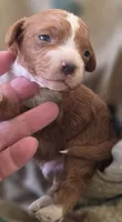 Budy, a male Cavapoo for sale in Clinton, MO – 2 of 10