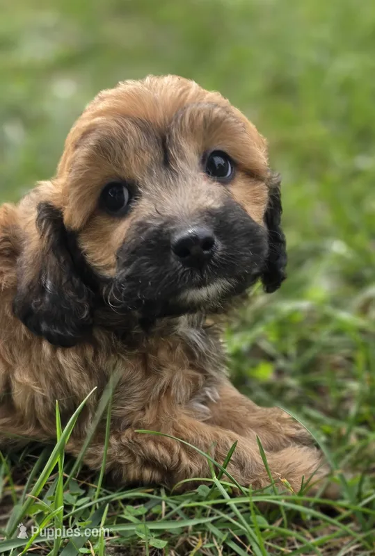 Cadie – Cavapoo puppy for sale in Clinton, MO