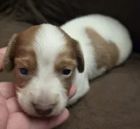 Logar Long-haired, a male Miniature Dachshund for sale in Clinton, MO – 9 of 10