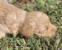 "CREAMER", a female Cavapoo for sale in Clinton, MO – 6 of 10