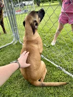 "OLLIE", a female Cane Corso and Labrador Retriever for sale in Clinton, MO – 5 of 10