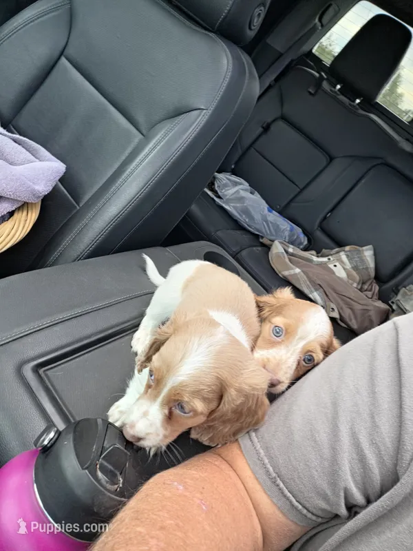 Brewery Long-haired – Miniature Dachshund puppy for sale in Clinton, MO