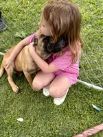 "OLLIE", a female Cane Corso and Labrador Retriever for sale in Clinton, MO – 6 of 10