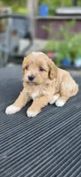 Shay, a female Cavapoo for sale in Clinton, MO – 3 of 10